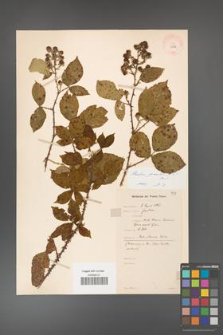 Rubus gracilis [KOR 11072]