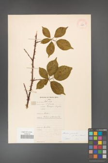 Rubus gracilis [KOR 11081a]