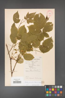 Rubus gracilis [KOR 11065]