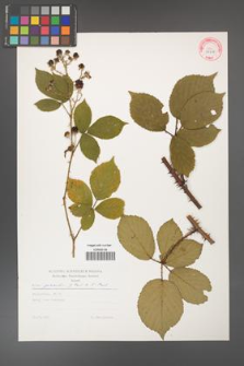 Rubus gracilis [KOR 29218]