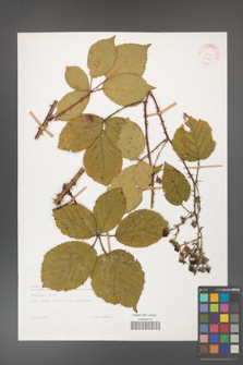 Rubus gracilis [KOR 29205]