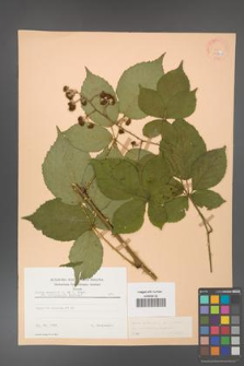 Rubus gracilis [KOR 22800]