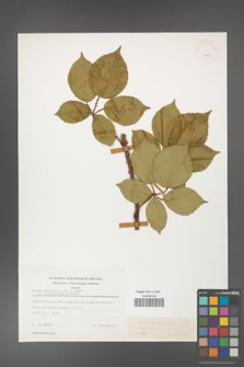 Rubus gracilis [KOR 24949]