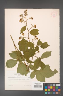 Rubus gracilis [KOR 7175]