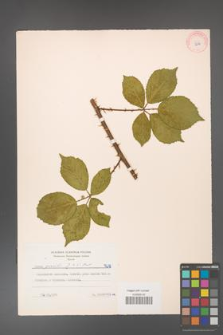 Rubus gracilis [KOR 7216]