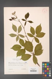 Rubus gracilis [KOR 7205]