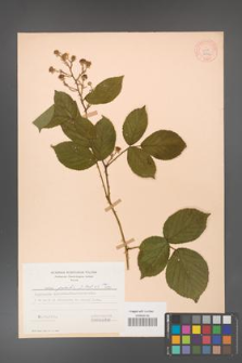 Rubus gracilis [KOR 6972]