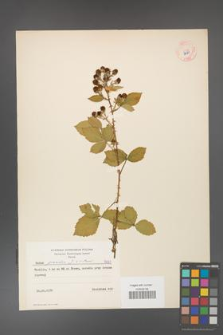 Rubus gracilis [KOR 7691]