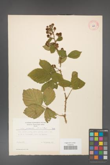 Rubus gracilis [KOR 7692]
