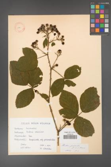 Rubus gracilis [KOR 11134]