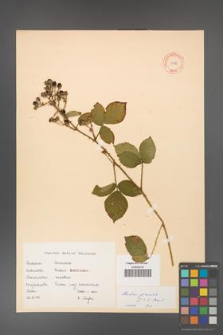 Rubus gracilis [KOR 11135]