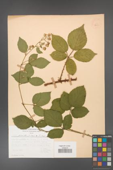 Rubus gracilis [KOR 52607]