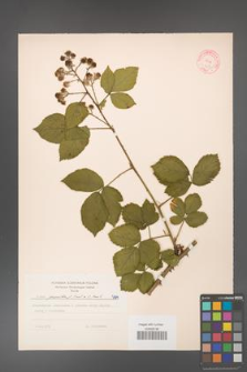 Rubus gracilis [KOR 7184]