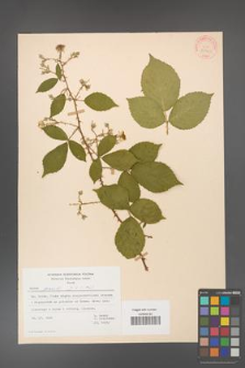 Rubus gracilis [KOR 30920]