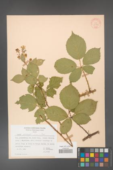 Rubus gracilis [KOR 30866]