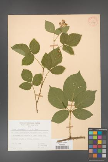 Rubus gracilis [KOR 30887]