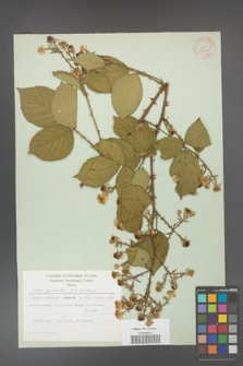 Rubus gracilis [KOR 30878]