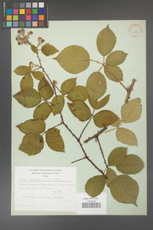 Rubus gracilis [KOR 30880]
