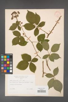 Rubus gracilis [KOR 30881]