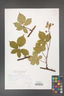 Rubus gracilis [KOR 30472]