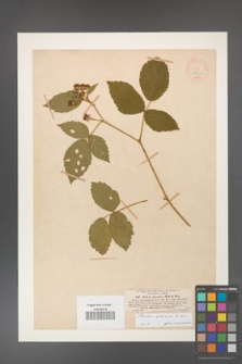 Rubus apricus [KOR 18482]