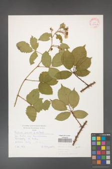 Rubus gracilis [KOR 30476a]