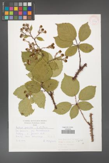 Rubus gracilis [KOR 30489]