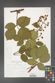 Rubus gracilis [KOR 30495]