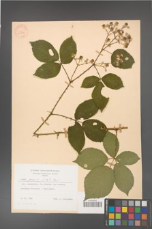 Rubus gracilis [KOR 30886]