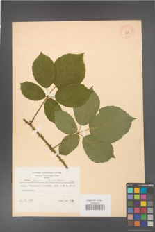 Rubus gracilis [KOR 8680]
