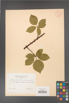 Rubus gracilis [KOR 8701a]