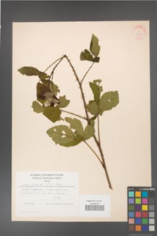 Rubus gracilis [KOR 30868]