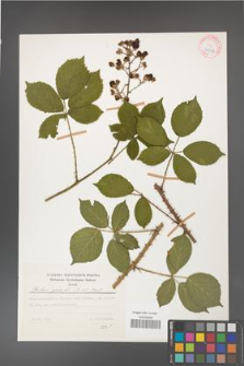 Rubus gracilis [KOR 34726]