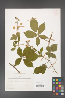 Rubus gracilis [KOR 29957]
