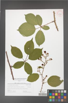 Rubus gracilis [KOR 43967]