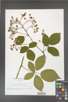 Rubus gracilis [KOR 49067]