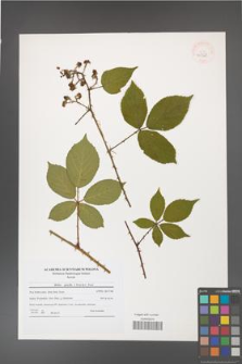 Rubus gracilis [KOR 40768]