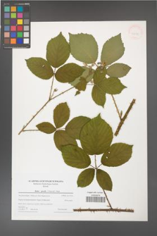 Rubus gracilis [KOR 43281]