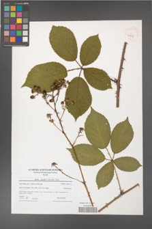 Rubus gracilis [KOR 40745]