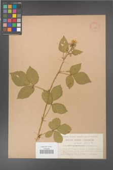 Rubus gracilis [KOR 11108]