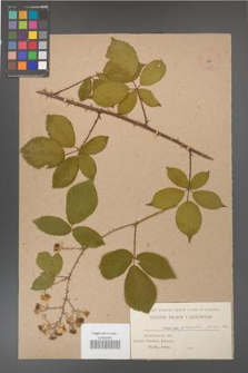 Rubus gracilis [KOR 476]