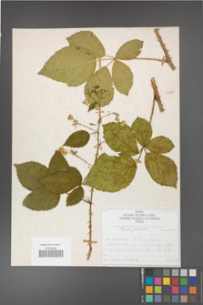 Rubus gracilis [KOR 50725]