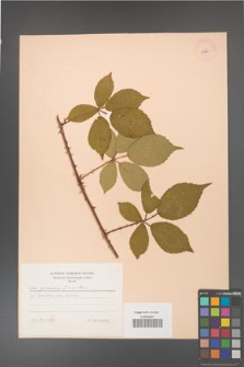 Rubus gracilis [KOR 11064]