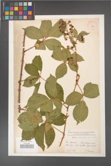 Rubus gracilis [KOR 11104]