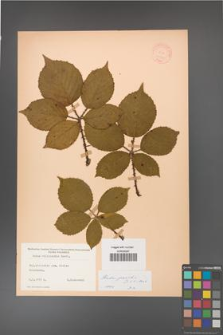 Rubus gracilis [KOR 11120]