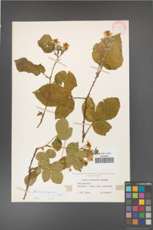 Rubus gracilis [KOR 11123]