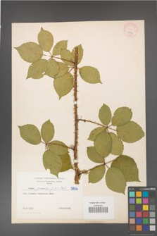 Rubus gracilis [KOR 5836]