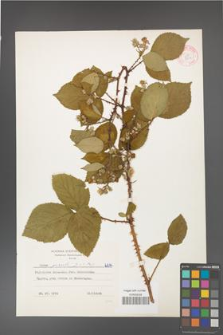 Rubus gracilis [KOR 6814]