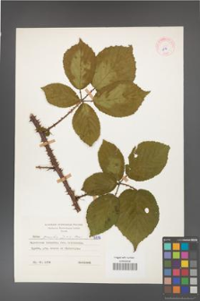 Rubus gracilis [KOR 6816]