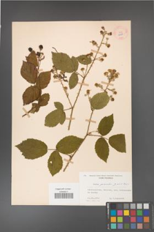 Rubus gracilis [KOR 11107]